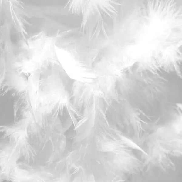 Plumes de canard neuves